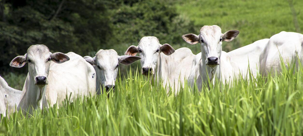febre aftosa sindicato rural de resende