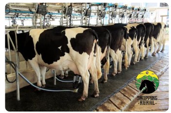 Shopping Rural de Resende - Vacas Campo